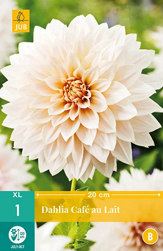 Dahlia cafe au lait 1st