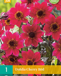 Dahlia cherry red 1st