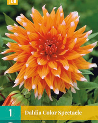 Dahlia color spectacle 1st