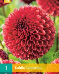 Dahlia copper boy 1st