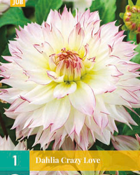 Dahlia crazy love 1st