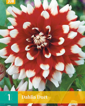 Dahlia duet 1st
