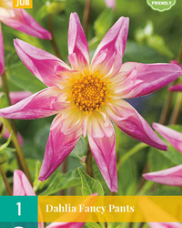 Dahlia fancy pants 1st
