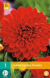 Dahlia garden wonder 1st
