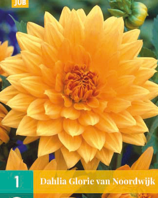 Dahlia glorie van noordwijk 1st