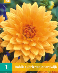 Dahlia glorie van noordwijk 1st