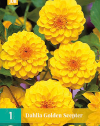 Dahlia golden scepter 1st