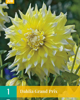 Dahlia grand prix 1st