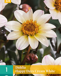 Dahlia happy days cream white 1st