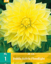 Dahlia kelvin floodlight 1st