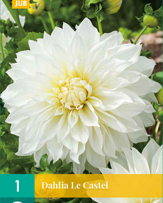 Dahlia le castel 1st