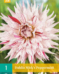 Dahlia micks peppermint 1st