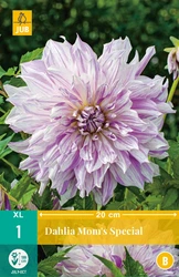 Dahlia moms special 1st
