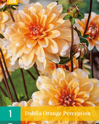 Dahlia orange perception 1st