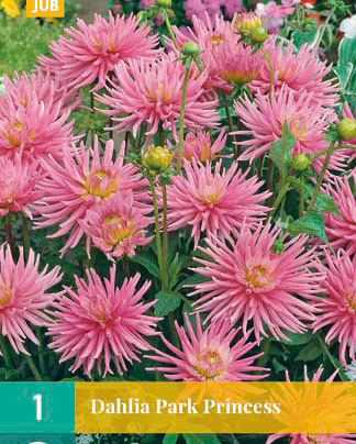 Dahlia park princess 1st