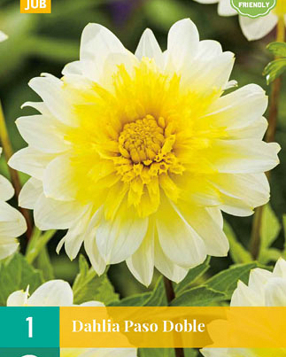Dahlia paso doble 1st