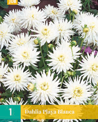Dahlia playa blanca 1st