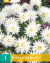 Dahlia playa blanca 1st