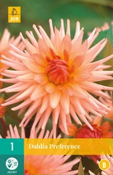 Dahlia preference 1st