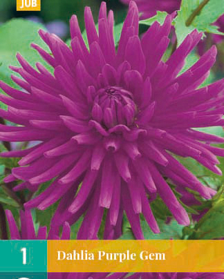 Dahlia purple gem 1st