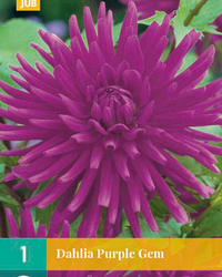 Dahlia purple gem 1st