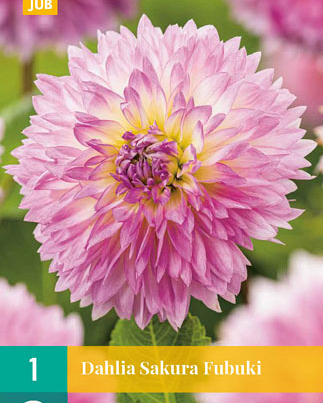 Dahlia sakura fubuki 1st