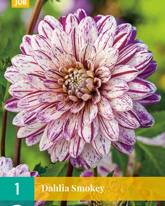 Dahlia smokey 1st