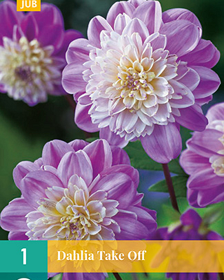 Dahlia take off 1st