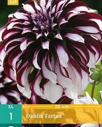 Dahlia tartan 1st