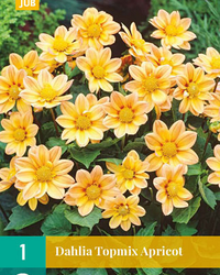 Dahlia topmix apricot 1st