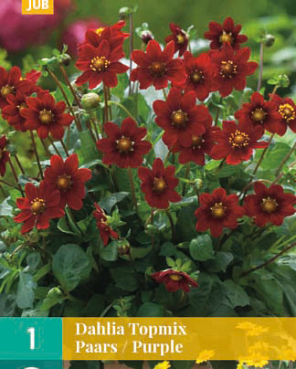Dahlia topmix paars 1st
