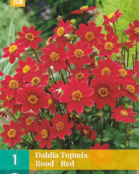 Dahlia topmix rood 1st