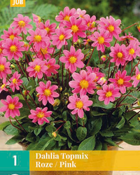 Dahlia topmix roze 1st