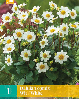 Dahlia topmix wit 1st