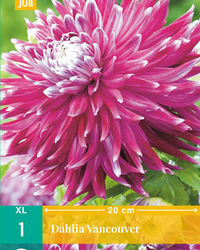 Dahlia vancouver 1st