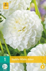 Dahlia white aster 1st
