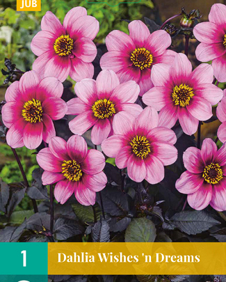 Dahlia wishes n dreams 1st