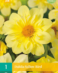 Dahlia yellow bird 1st