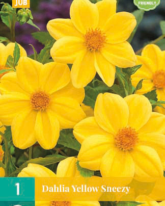 Dahlia yellow sneezy 1st