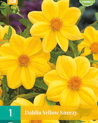 Dahlia yellow sneezy 1st
