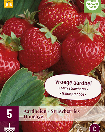 Fragaria honeoye 5st