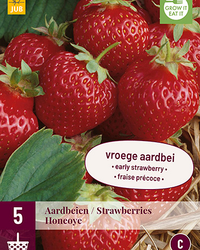 Fragaria honeoye 5st