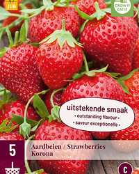 Fragaria korona 5st