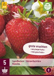 Fragaria maxim 5st