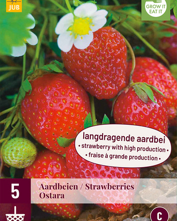 Fragaria ostara 5st