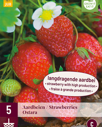Fragaria ostara 5st