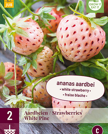 Fragaria white pine 2st