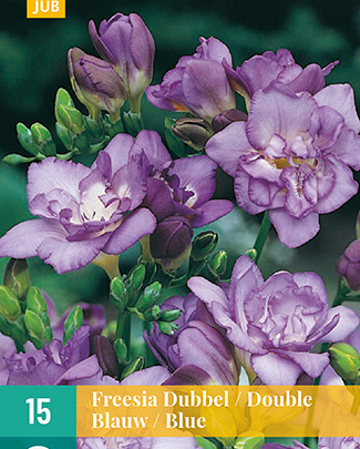 Freesia dubbel blauw 15st