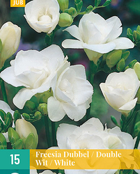 Freesia dubbel wit 15st