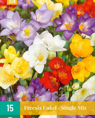 Freesia enkel mix 15st